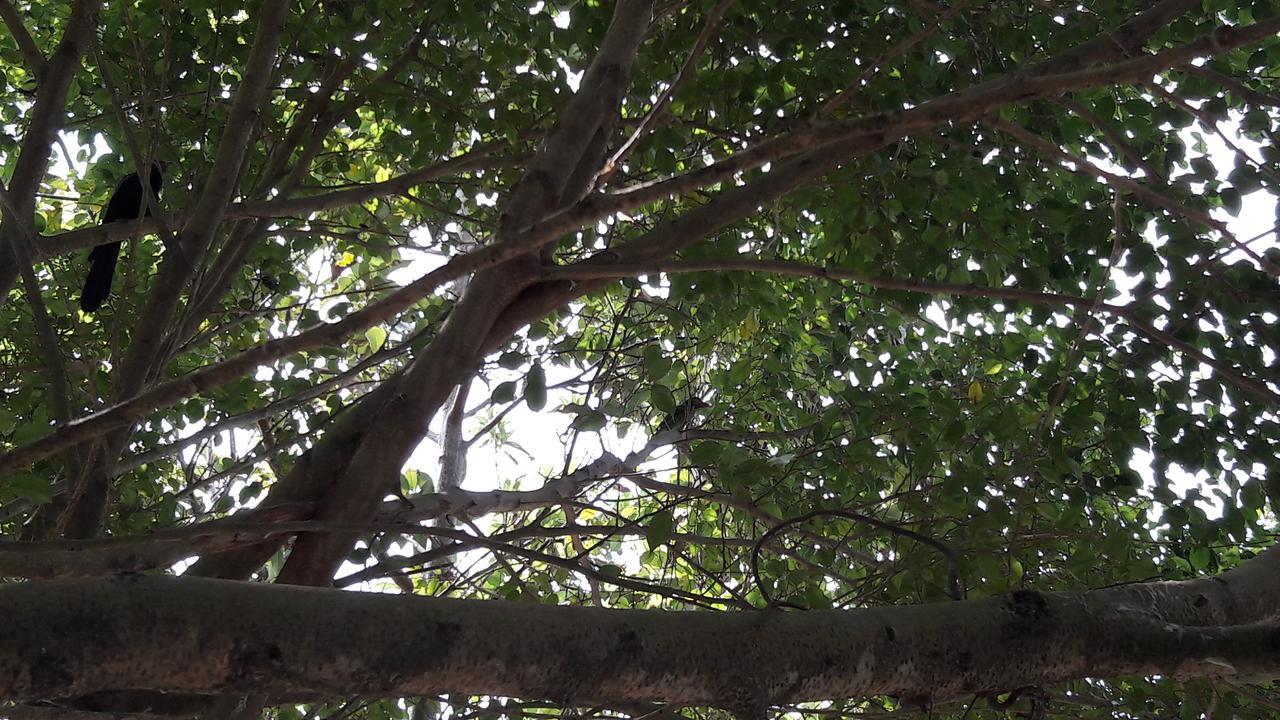 Amazing Villa Matara Buitenkant foto